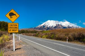 Trabajar en Nueva Zelanda: la Working Holiday Visa