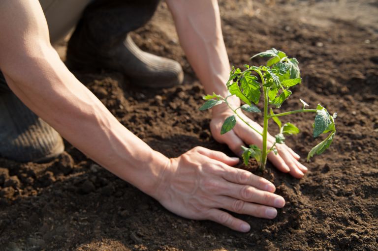 WWOOF: intercambio en granjas ecológicas
