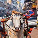 Seguro de viaje y visado para la India: todo lo que necesitas saber
