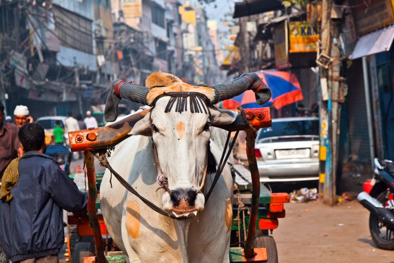 Seguro de viaje y visado para la India: todo lo que necesitas saber