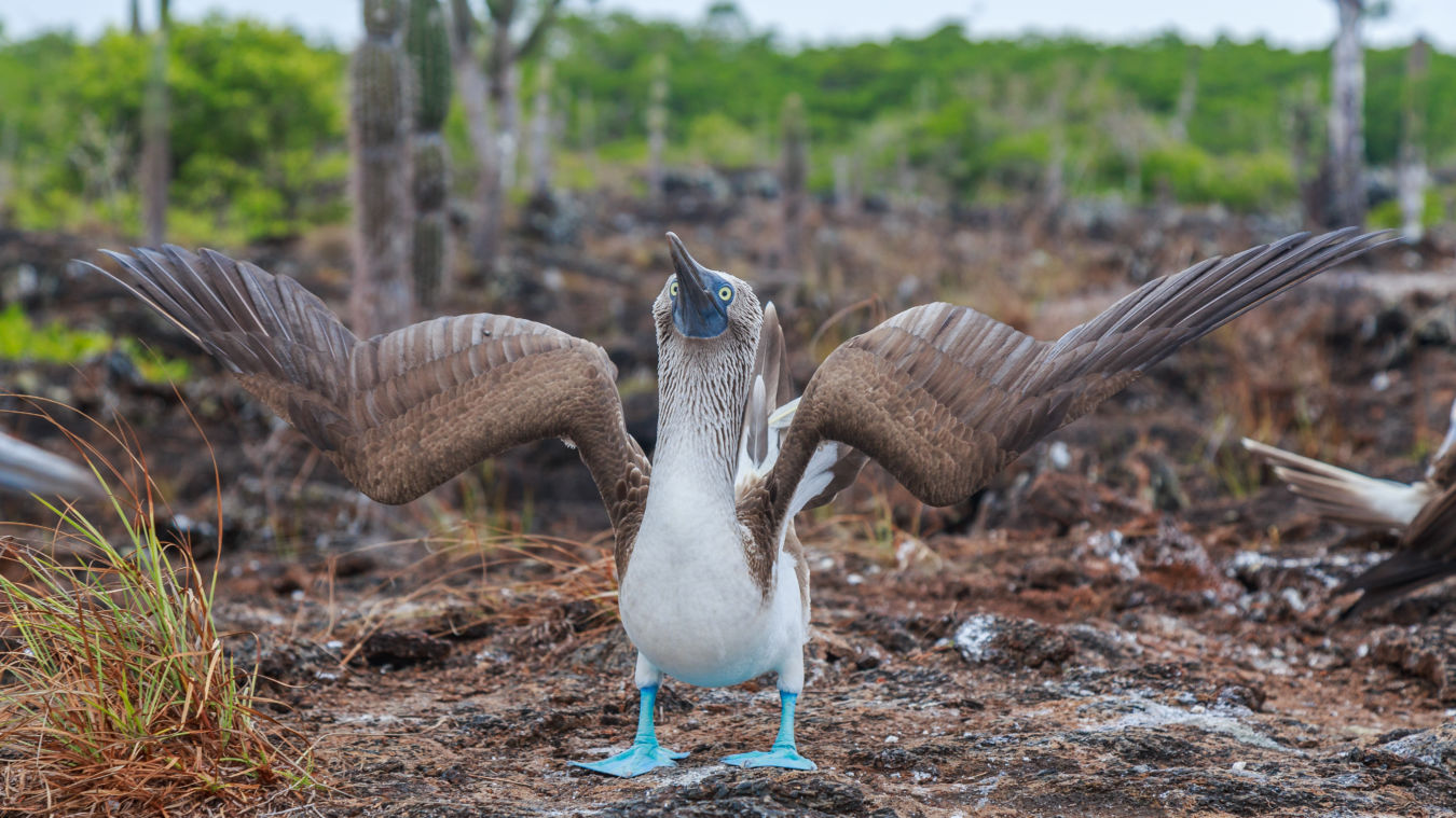 Piquero camanay o pájaro azul en Islas Galápagos de Ecuador