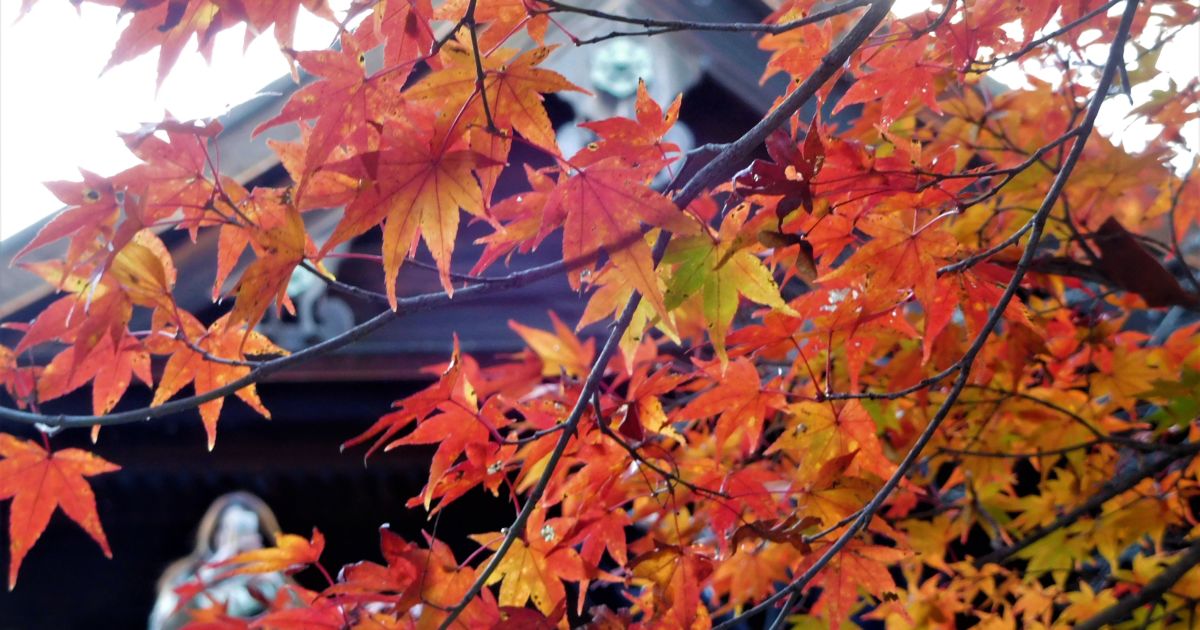 Hojas anaranjadas y rojizas de un árbol en Japón durante el otoño