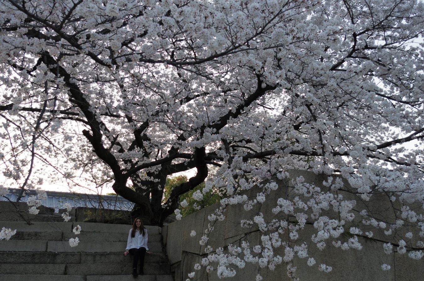 Japón en primavera durante las semanas de sakura
