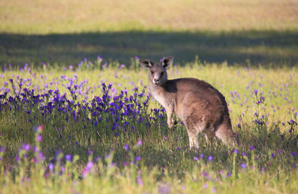 Canguro en un campo con flores, en Australia