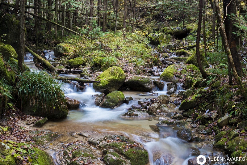 Bosque con un riachuelo en la isla Shikoku, en Japón