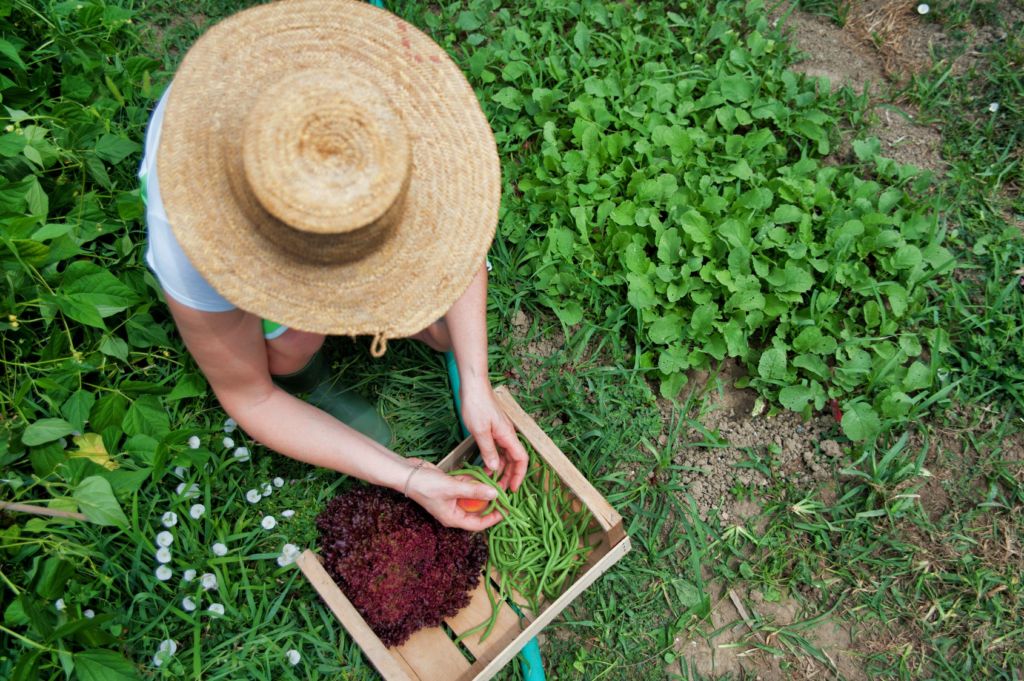 Persona recogiendo hierba en un jardín