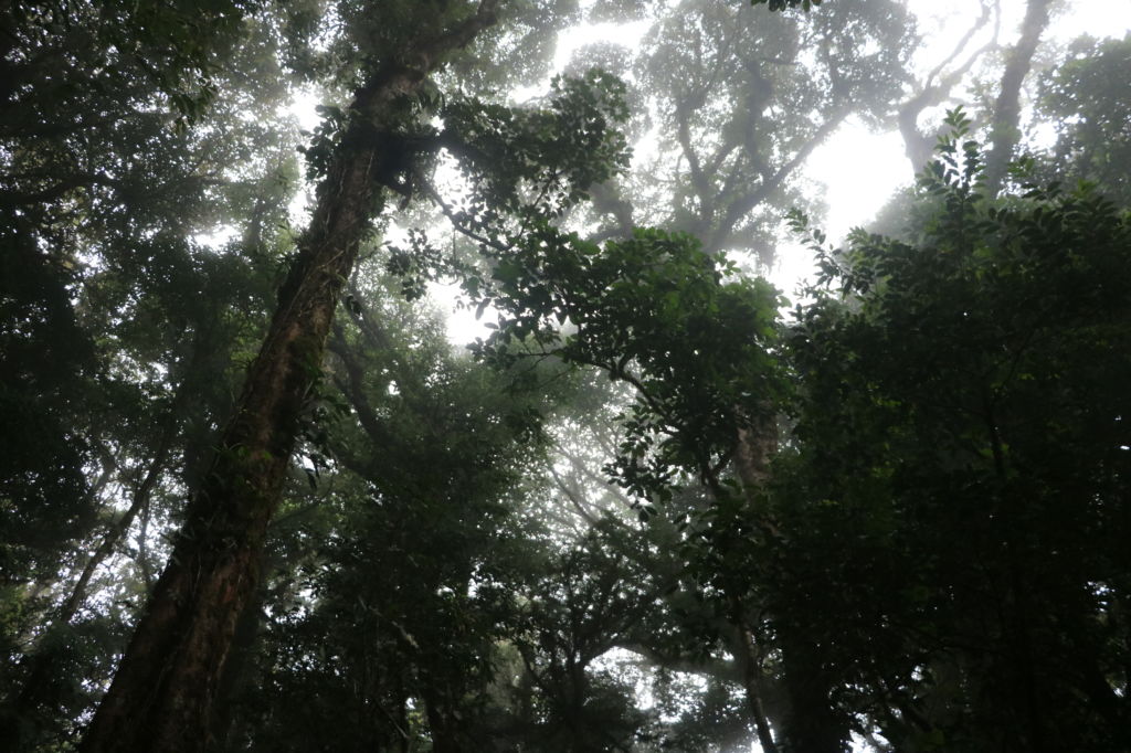 Copas de los árboles en Bosque nuboso de Monteverde en Costa Rica
