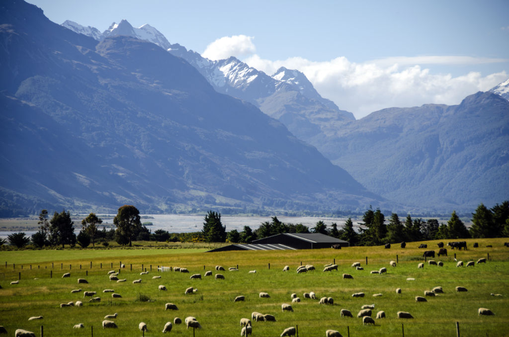 Ovejas pastando en las montañas de Nueva Zelanda