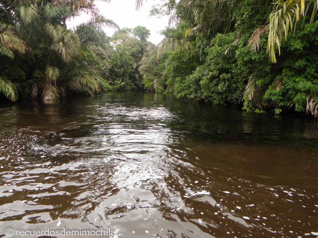 Río entre palmeras en el Parque Nacional Tortuguero de Costa Rica