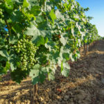 Penedès Lovers: Enoturismo en el Penedès