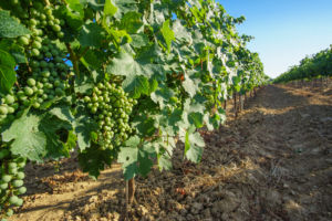 Penedès Lovers: Enoturismo en el Penedès