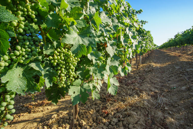Penedès Lovers: Enoturismo en el Penedès