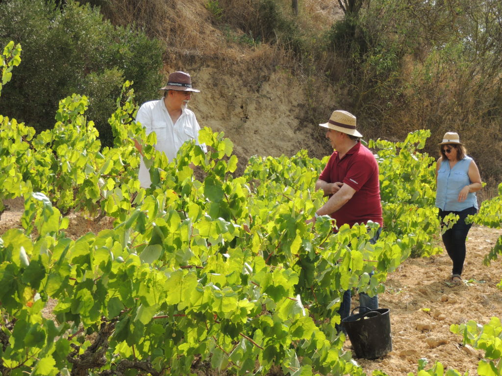 Experiencia vendimia con Penedès Lovers