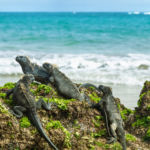 Las Islas Galápagos, al menos una vez en la vida