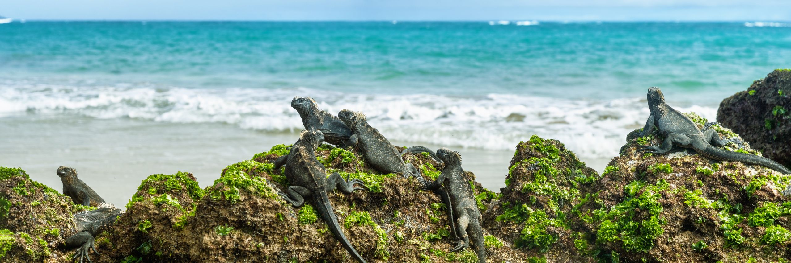 Las Islas Galápagos, al menos una vez en la vida