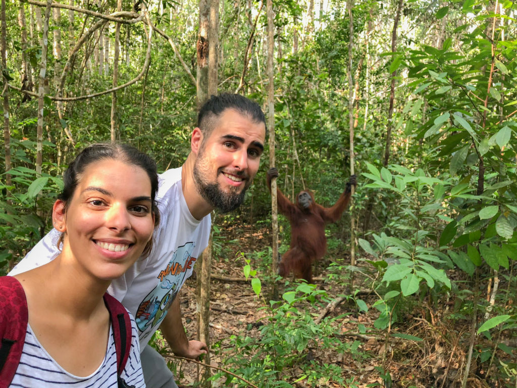 Pareja delante de un orangután en la selva de Borneo en Indonesia