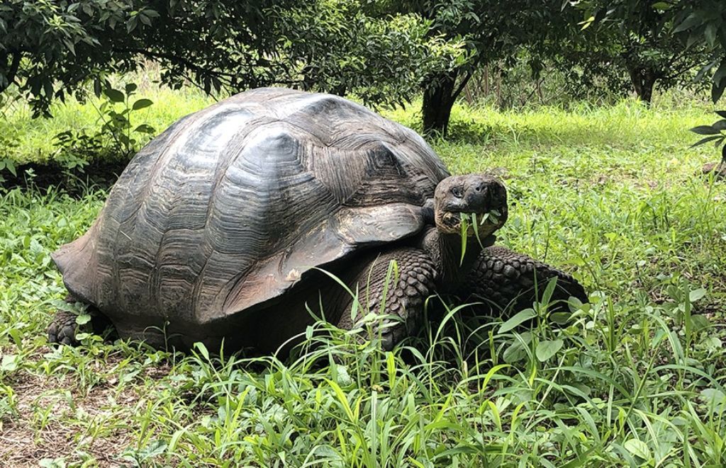 tortuga gigante de las islas Galápagos