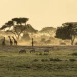 4 motivos por los que NO deberías viajar a África