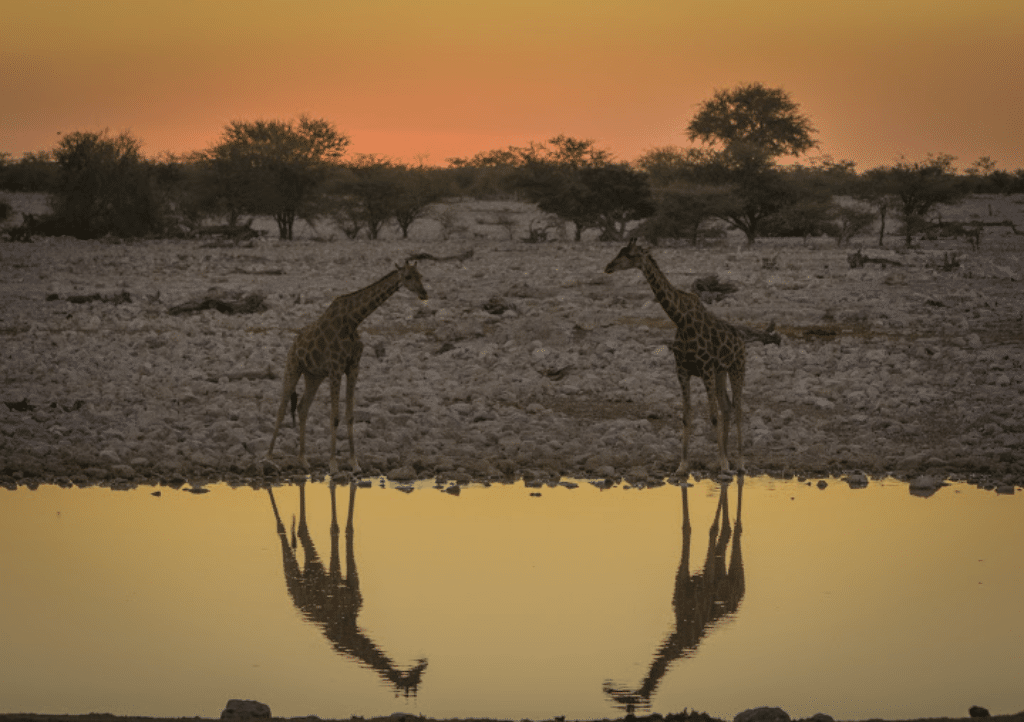 Girafas, lago y la Sabana  atardecer en África