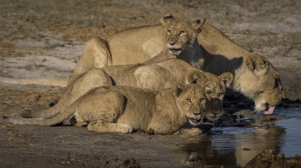 manada de leones hembra en africa