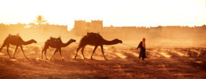 Sáhara desierto marruecos camellos