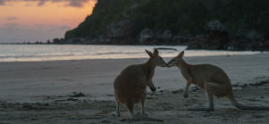 La Working Holiday Visa Australia disponible para los españoles que viven en Nueva Zelanda