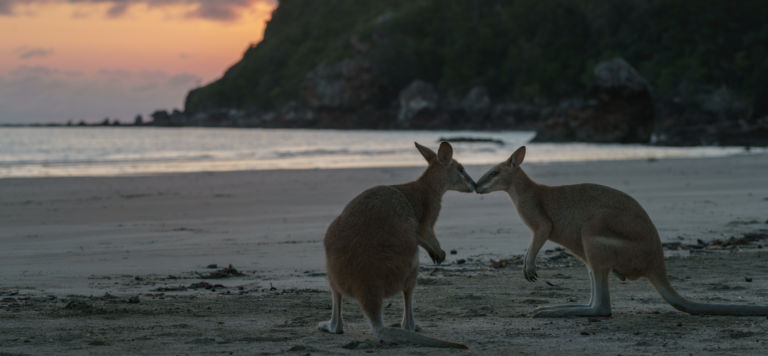 La Working Holiday Visa Australia disponible para los españoles que viven en Nueva Zelanda