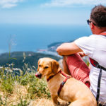 Todo lo que necesitas saber para viajar con tu perro