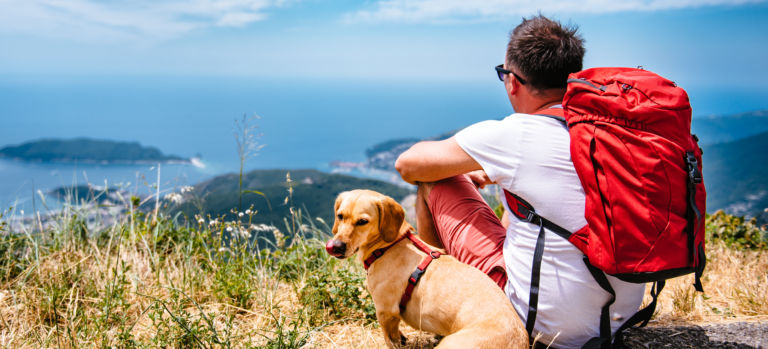 Todo lo que necesitas saber para viajar con tu perro