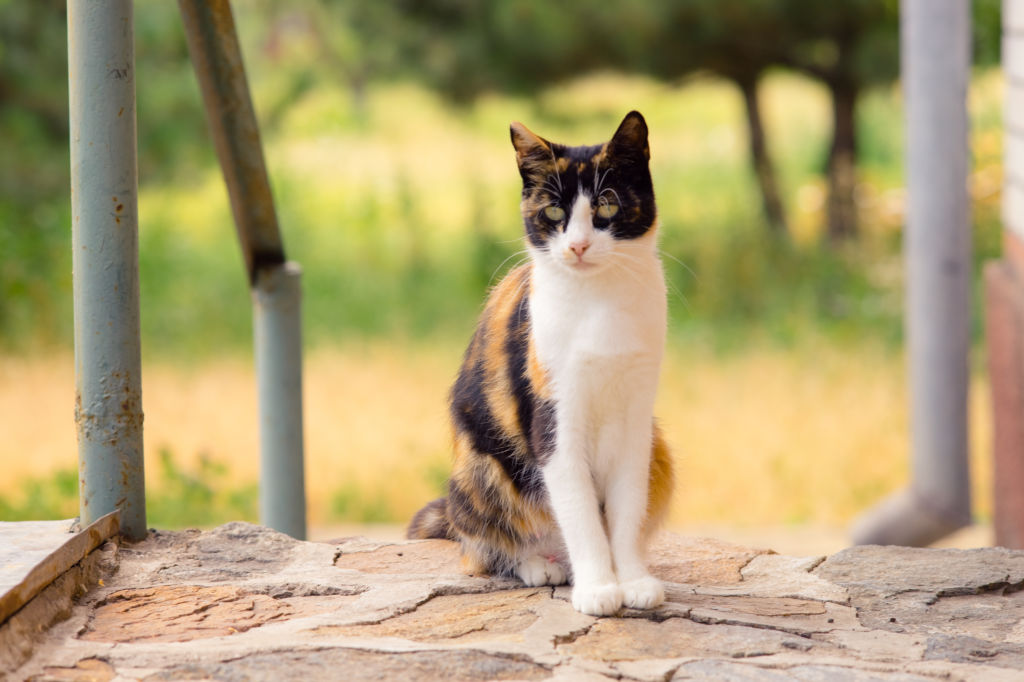 Historia del gato chino de la suerte – Maneki Neko
