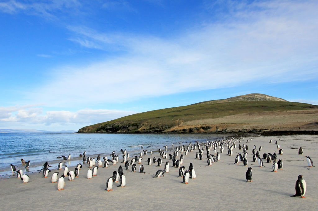 Falkland Islands Malvinas archipiélagos