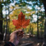Requisitos para solicitar la Working Holiday Visa Canadá por Mochileros Rastreros