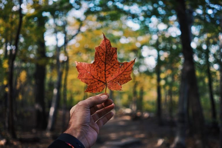 Requisitos para solicitar la Working Holiday Visa Canadá por Mochileros Rastreros