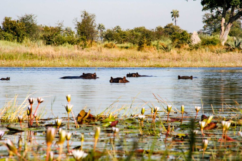 hipopótamos safari viajar a Botsuana