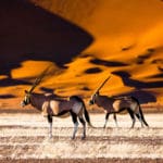 ¿Es seguro viajar a Namibia? – seguridad para viajeros