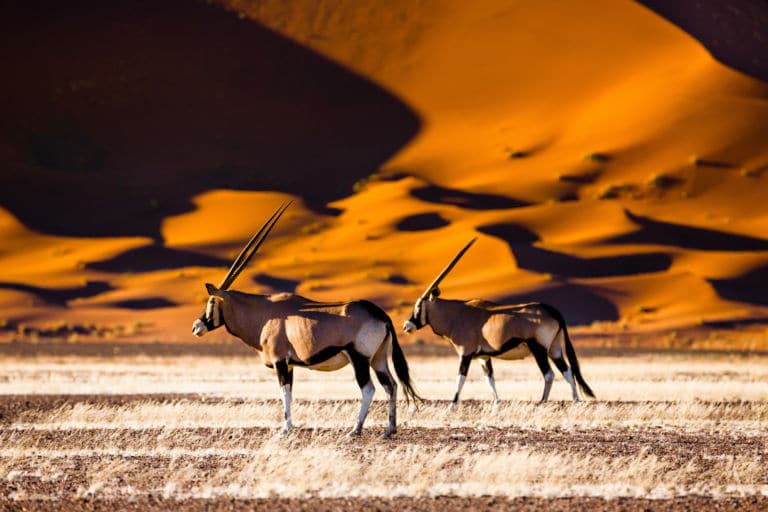 ¿Es seguro viajar a Namibia? – seguridad para viajeros