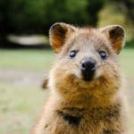 Chapka se compromete con la asociación WIRES para proteger la fauna australiana