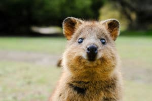 Chapka se compromete con la asociación WIRES para proteger la fauna australiana