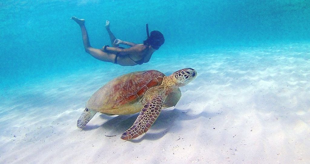 nadar con tortugas