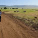 ¿Cómo organizar un safari entre Kenia y Tanzania?