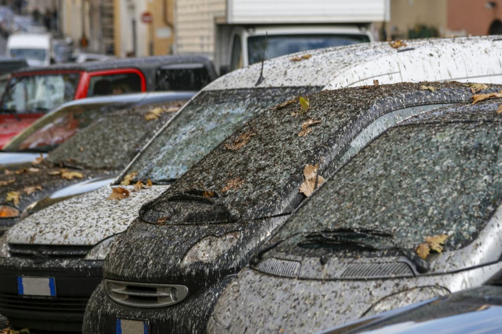 Rusia cacas de pájaro en coche fortuna 