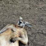 10 animales que son emblemáticos en estos países