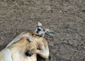 10 animales que son emblemáticos en estos países