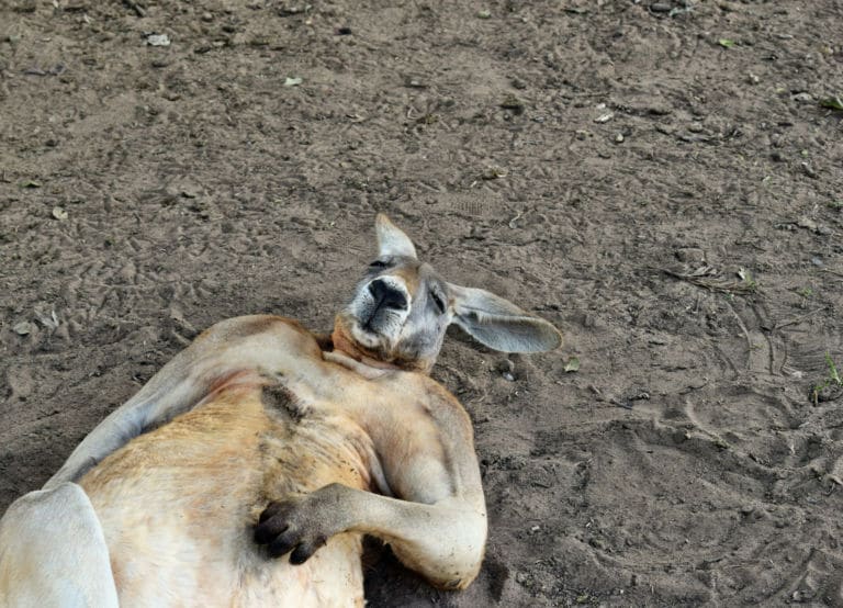 10 animales que son emblemáticos en estos países