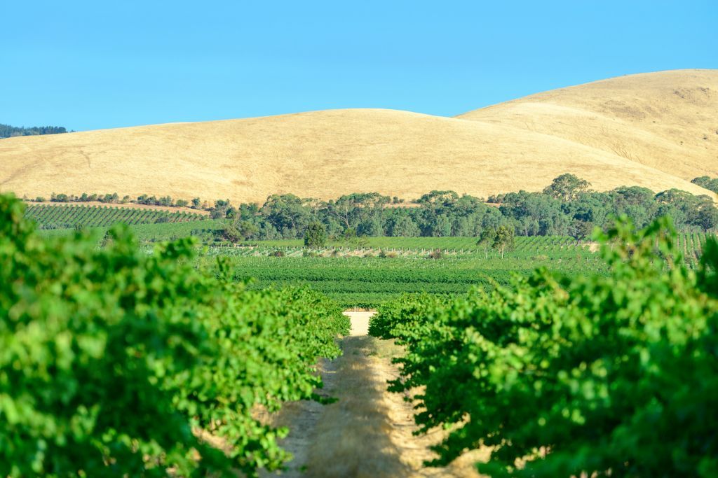 enoturismo en australia