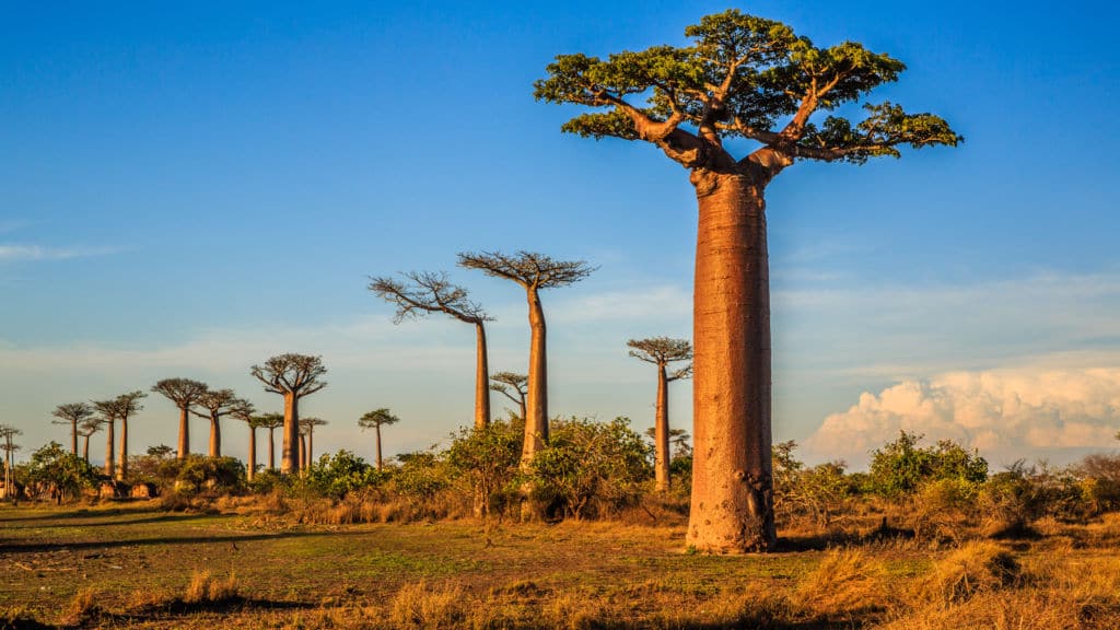  árboles emblemáticos baobab de senegal
