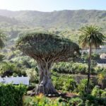 Los árboles más emblemáticos de estos países