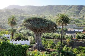 Los árboles más emblemáticos de estos países