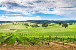 7 destinos para hacer enoturismo por el mundo