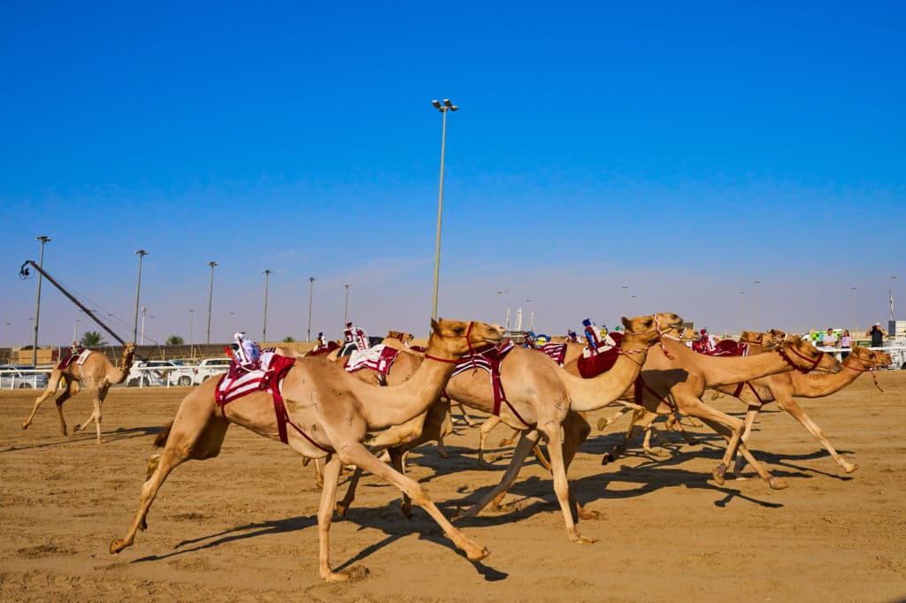 deportes insólitos carreras de camello en el Golfo Pérsico 